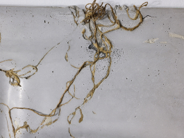 Dust Poem, 2024; by Marei Loellmann Marei Loellmann